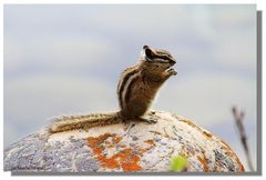 Chipmunk II