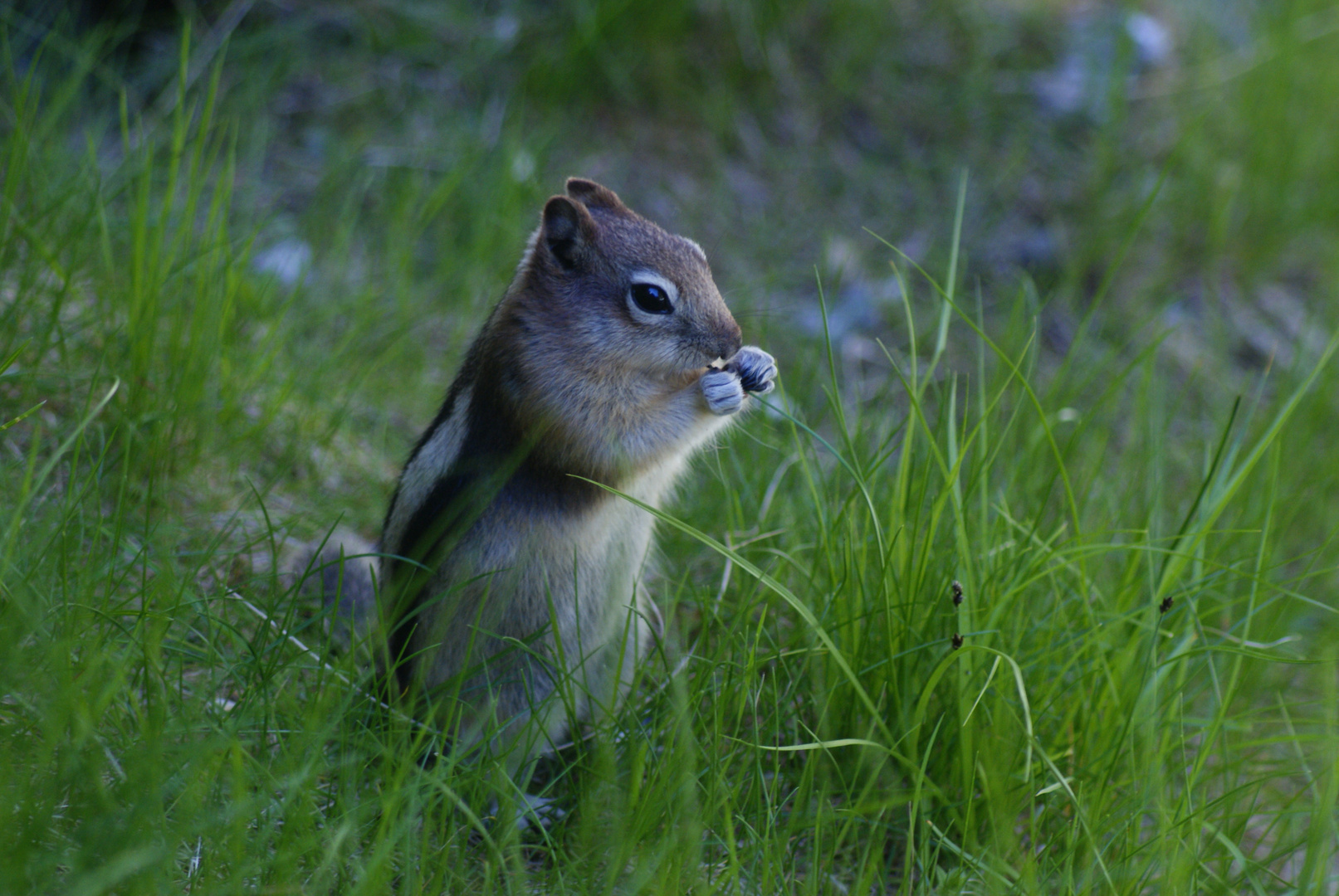 Chipmunk im Gras