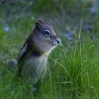 Chipmunk im Gras