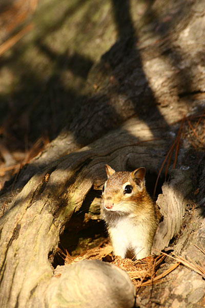 Chipmunk in Canada