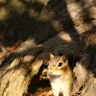 Chipmunk in Canada