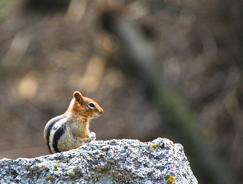 Chipmunk in Kalifornien