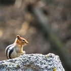 Chipmunk in Kalifornien