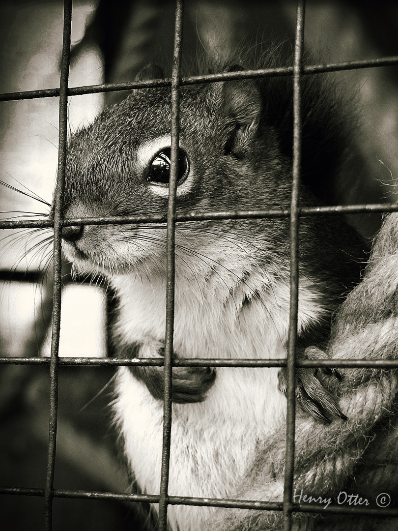 chipmunk in prison