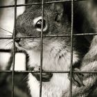 chipmunk in prison