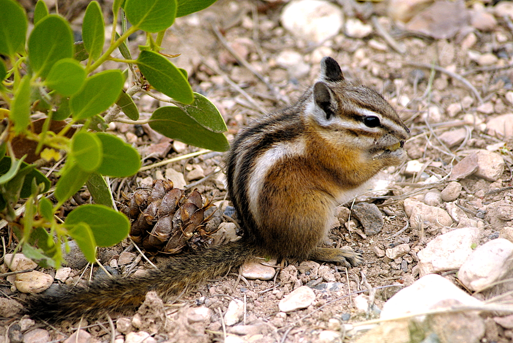 Chipmunk mampft