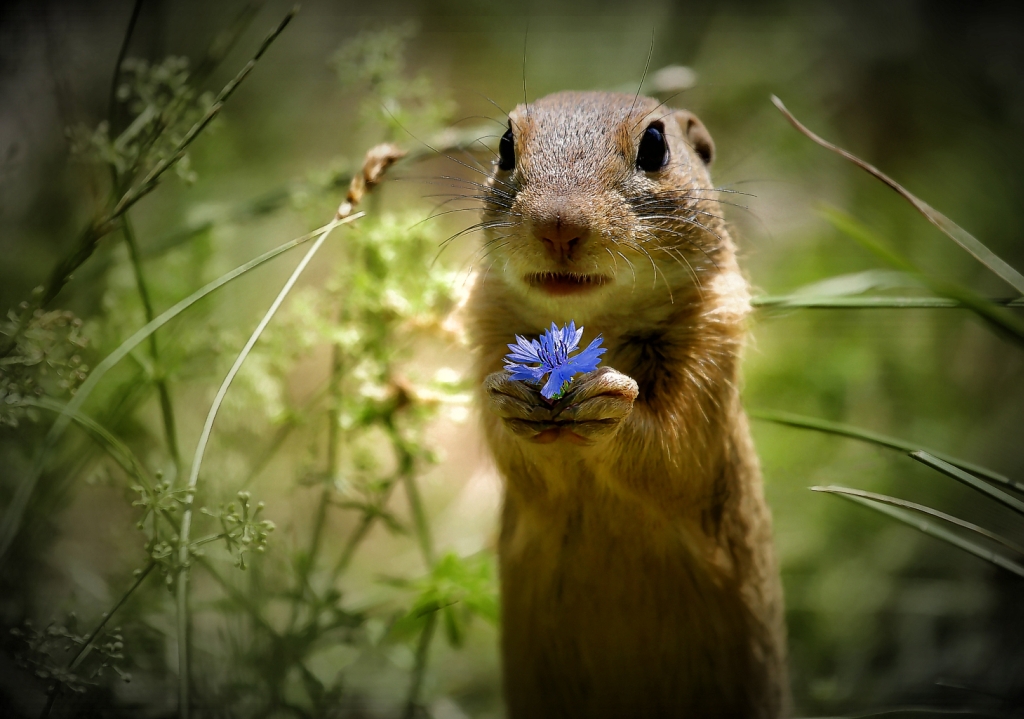 Chipmunk mit Blume