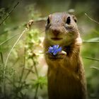 Chipmunk mit Blume