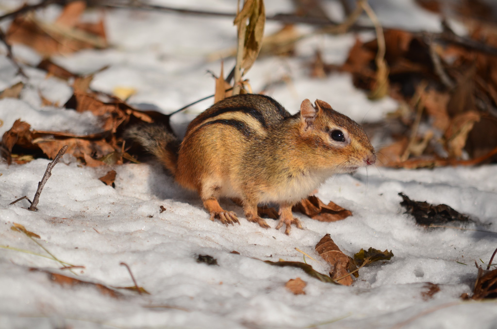 Chipmunk on a food run