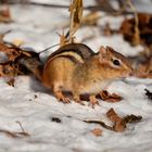 Chipmunk on a food run