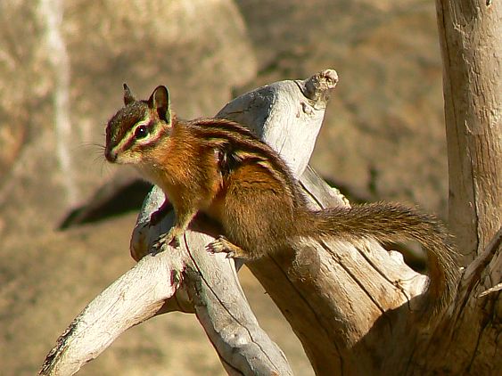 Chipmunk on Driftwood