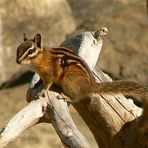 Chipmunk on Driftwood