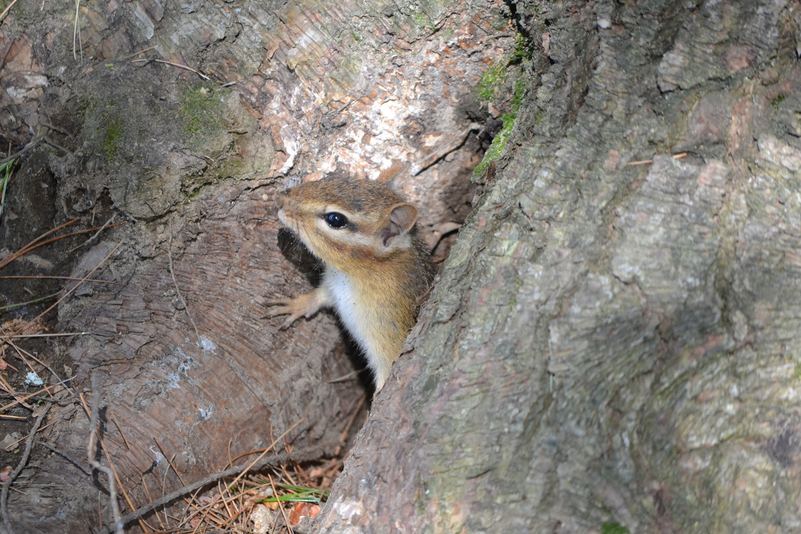 chipmunk Parry ON