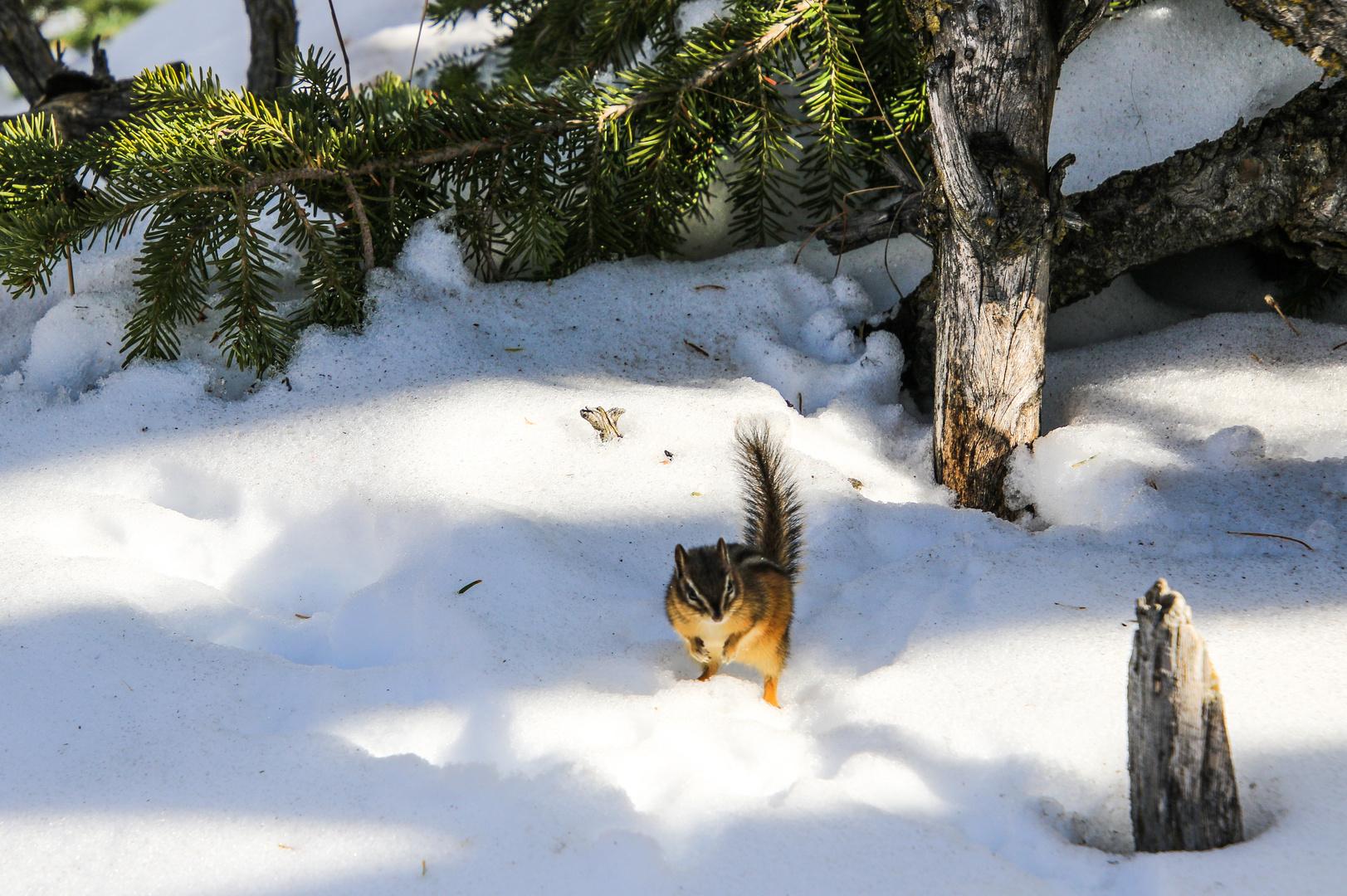 Chipmunk (Streifenhörnchen) auf Futtersuche