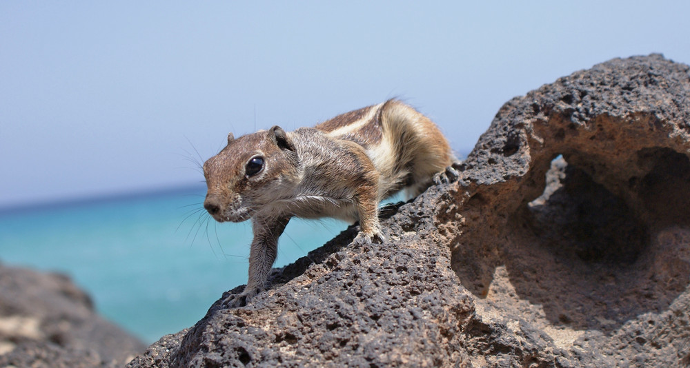 Chipmunk_2