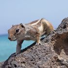 Chipmunk_2