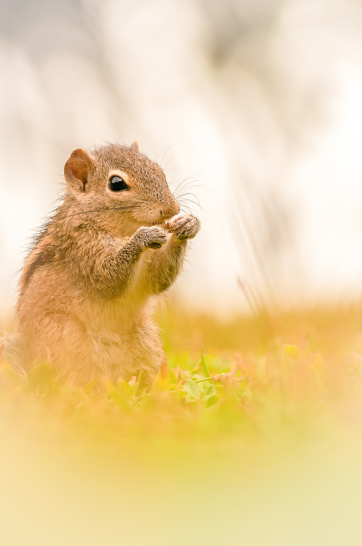 Chipmunkdream