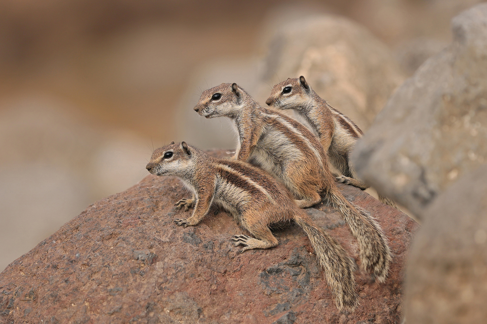 Chipmunks