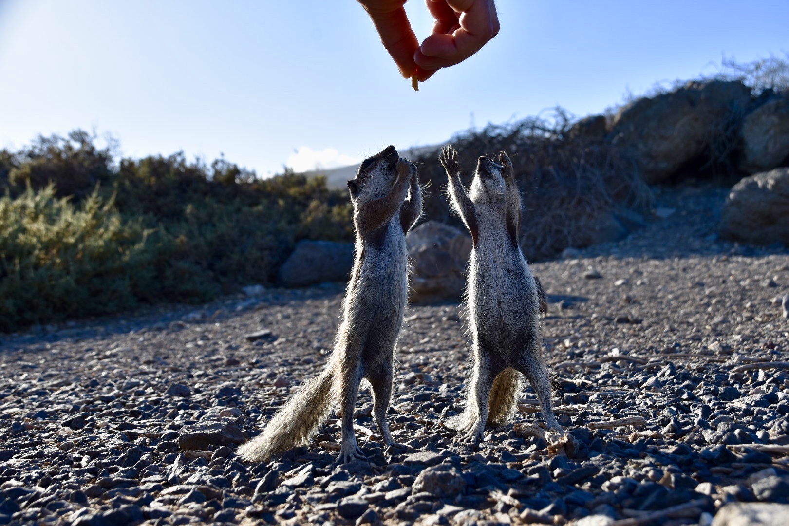 Chipmunks