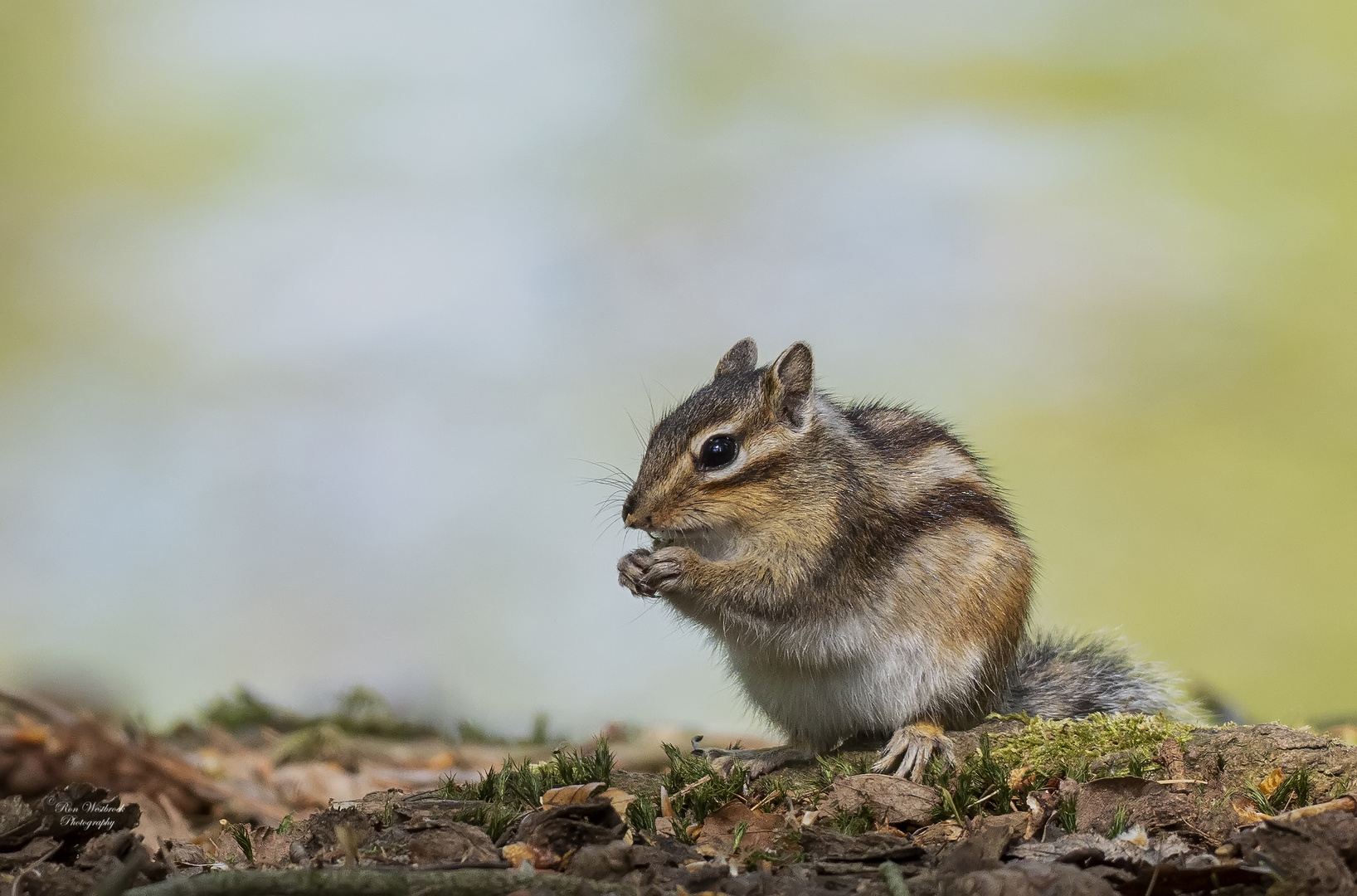 Chipmunks