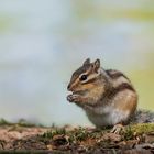 Chipmunks