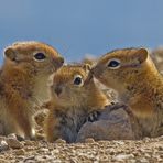 Chipmunks --- flüster,flüster