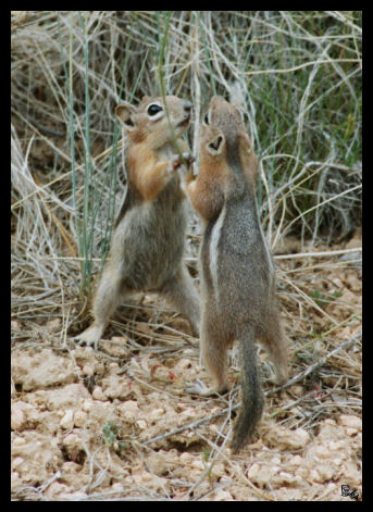 Chipmunks im Bryce Canyon (Utah)