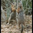 Chipmunks im Bryce Canyon (Utah)