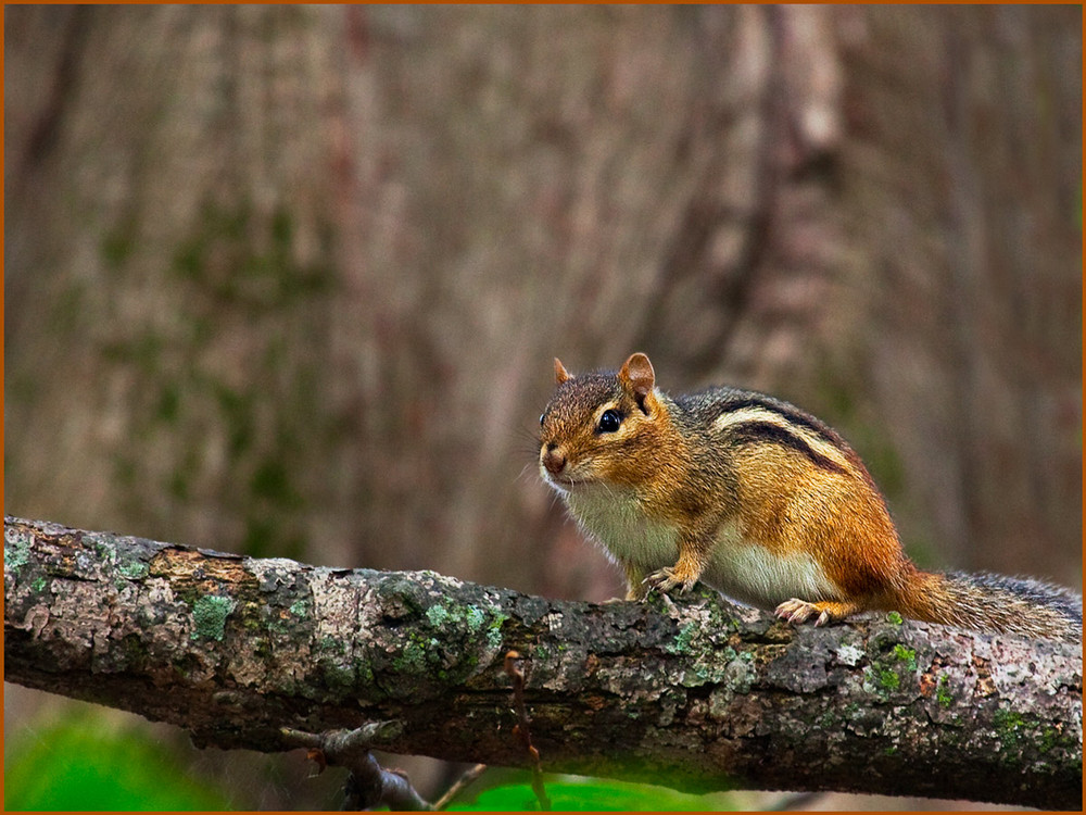 Chipmunks oder Streifenhörnchen