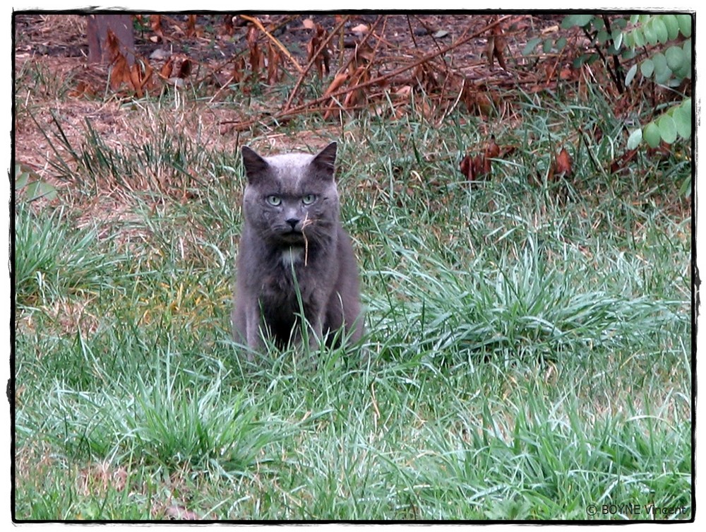 Chippi mon tit chat chasseur d'herbes lol