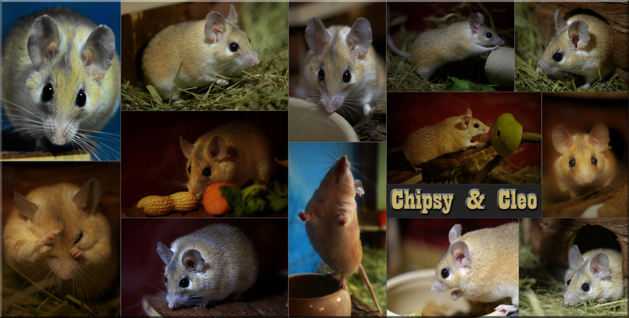 Chipsy & Cleo