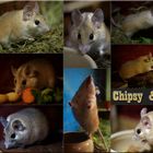 Chipsy & Cleo
