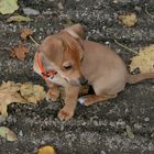 Chiquitas erster Ausflug