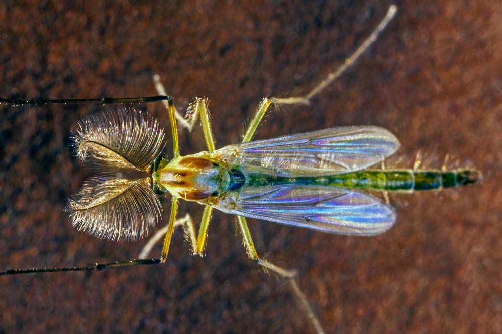 Chironomidae