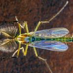 Chironomidae