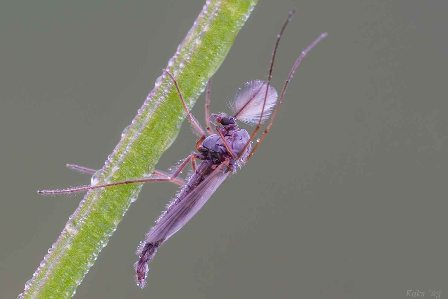 Chironomidae