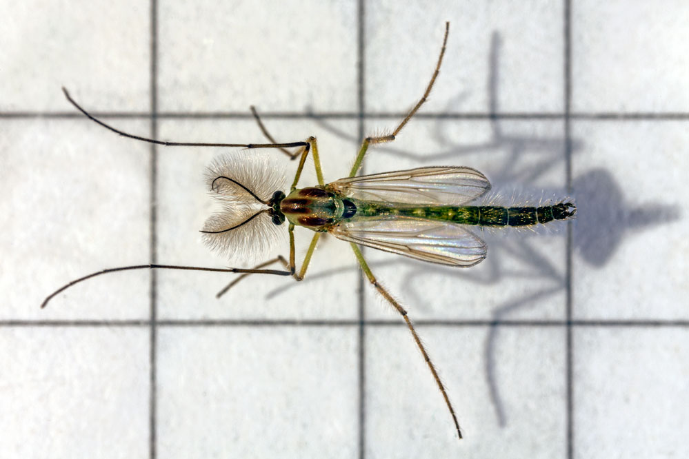 Chironomidae