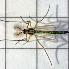 Chironomidae