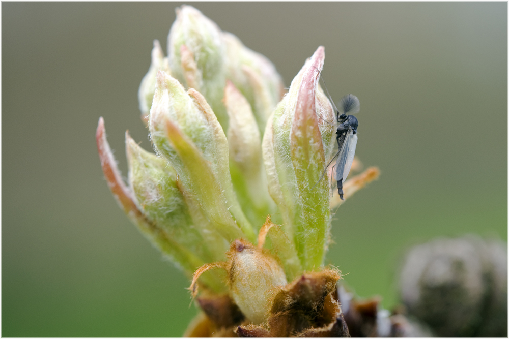 Chironomide sur bourgeon de poire