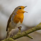 Chirping Robin