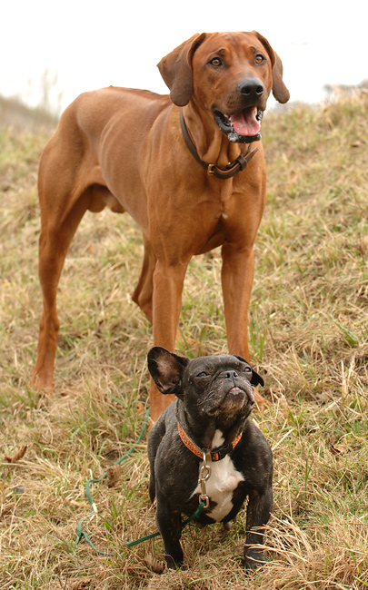 Chirundu und Adele