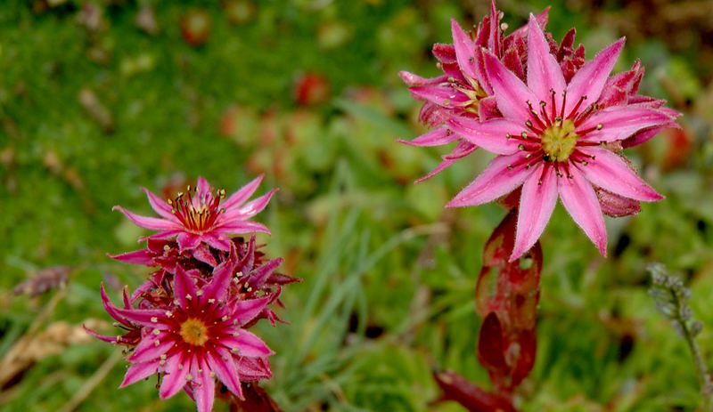 chissà che fiore sarà !