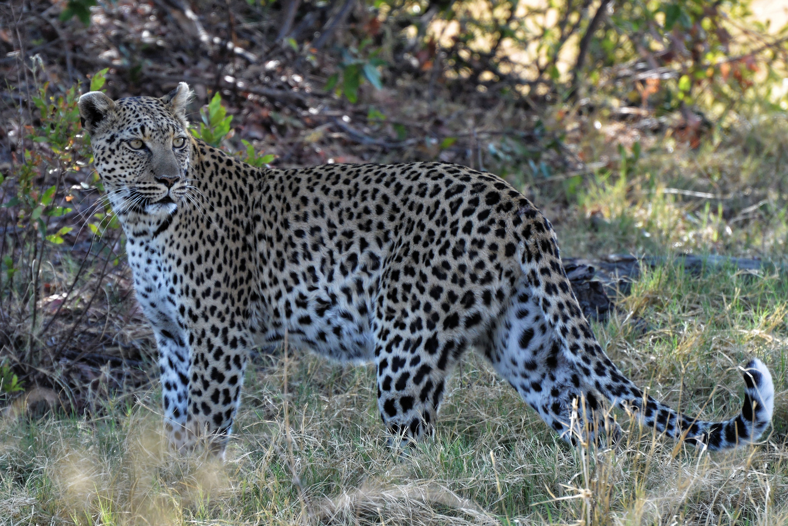 Chitabe Leopard I