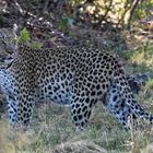 Chitabe Leopard I