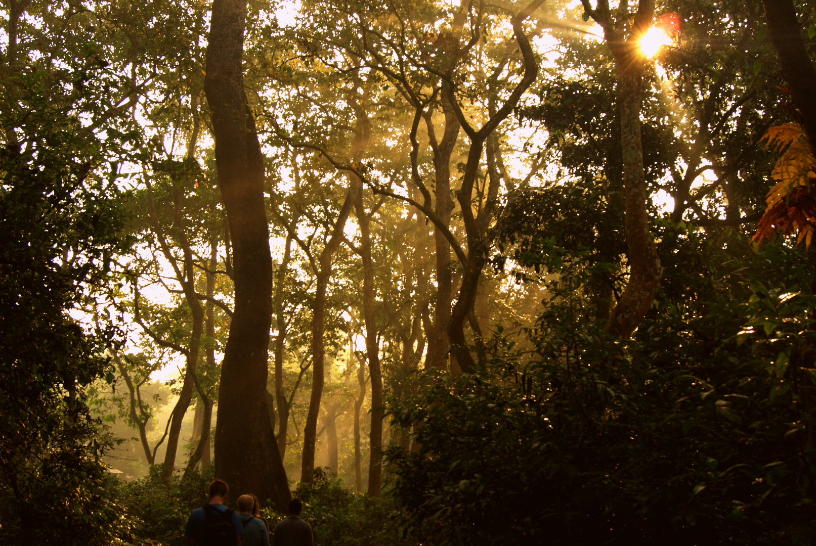 Chitwan jungle walk 