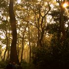 Chitwan jungle walk 