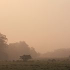 Chitwan-Nationalpark - Abendstimmung