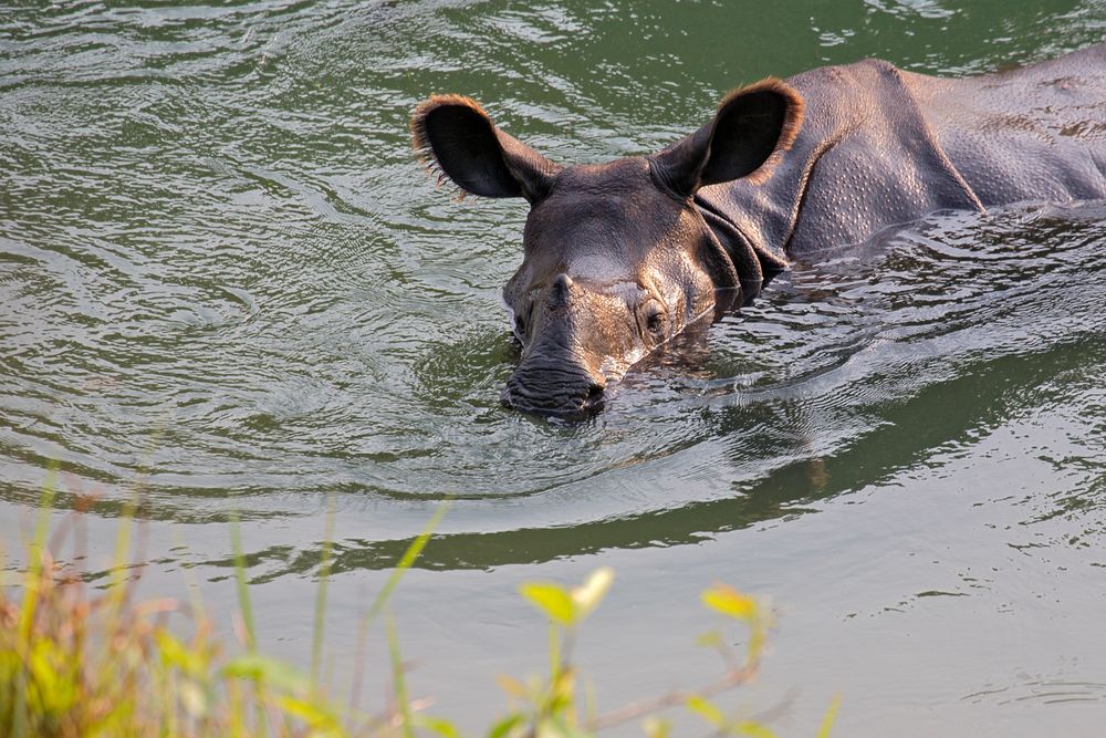 Chitwan NP Nepal