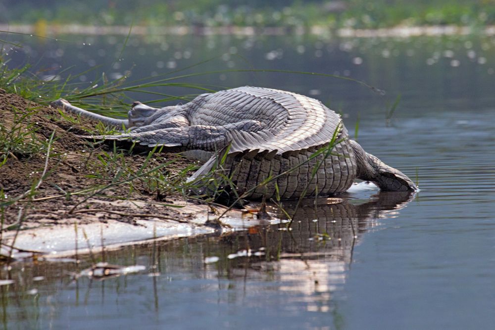 Chitwan NP Nepal