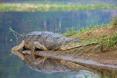 Chitwan NP Nepal